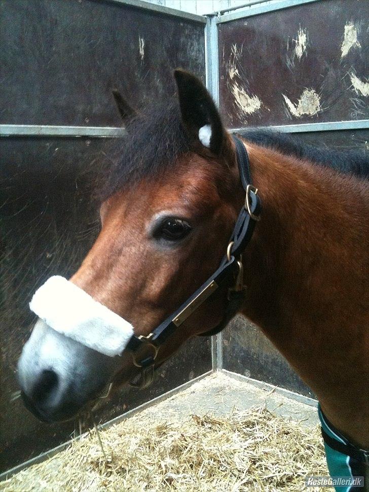 Gotlandsruss Bobbi SOLGT <3 - (NYT!) Ham den flotte! :-*<3 billede 10