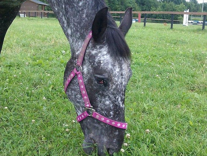 Appaloosa Lagocel (Mickey) billede 10