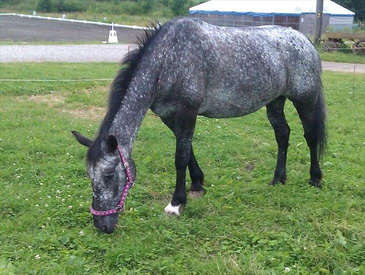 Appaloosa Lagocel (Mickey) billede 14