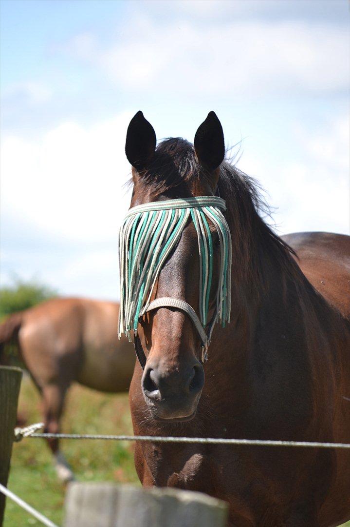 Oldenborg Buddy - Buddy på fold en varm sommerdag. (-: billede 3