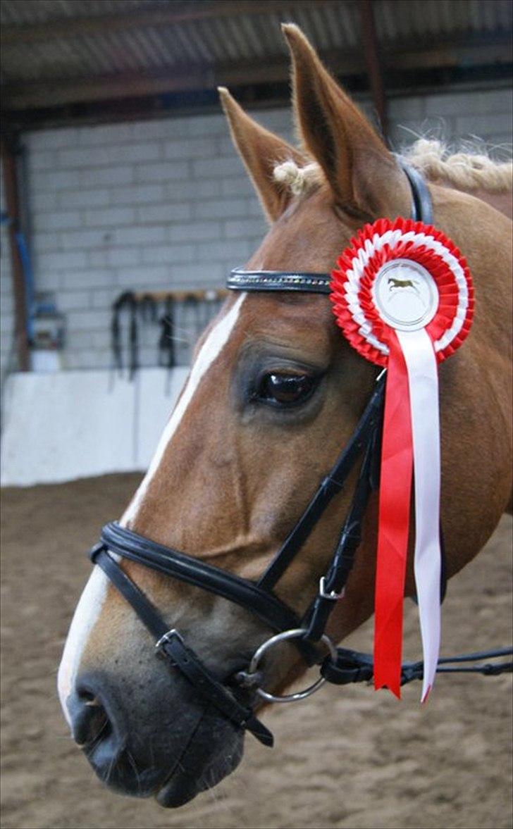Anden særlig race Lukas! - Lukas til stævnet d, 3. juli 2011.. Vi vandt LC i dressur med 67,73%! DYGTIGE PONY!!! billede 1
