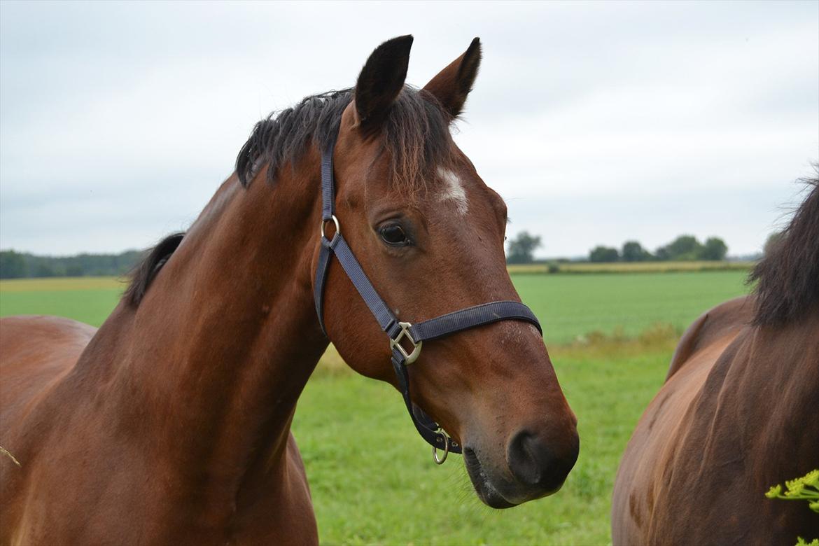 Anden særlig race Ludwig billede 1