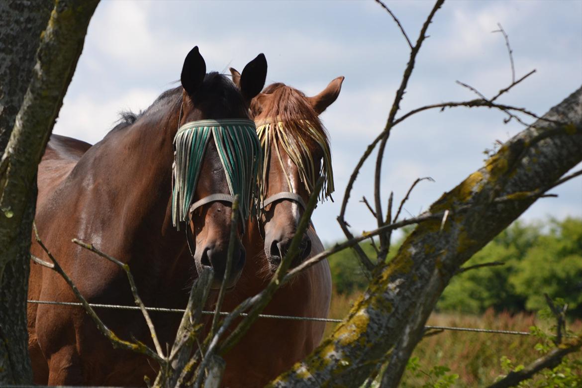 Oldenborg Buddy - Buddy og Campari. (-: billede 11