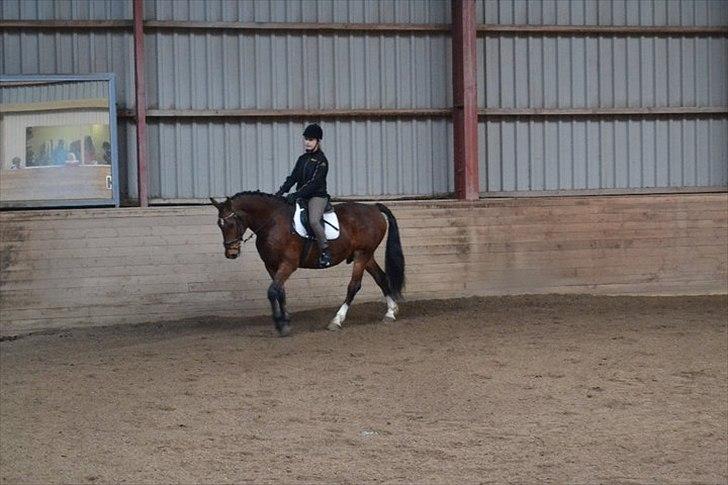 Anden særlig race Ludwig billede 6