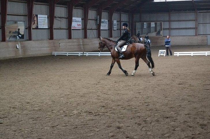 Anden særlig race Ludwig billede 7