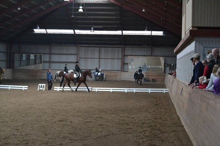 Anden særlig race Ludwig billede 8