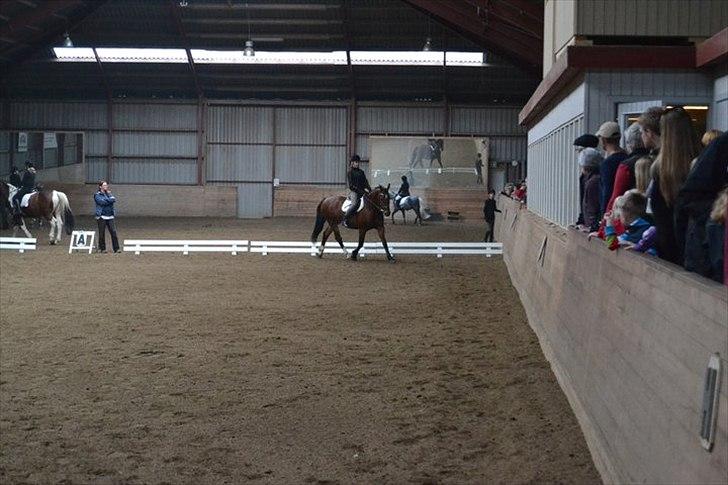 Anden særlig race Ludwig billede 9