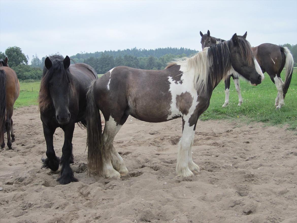 Irish Cob • Fighter • SOLGT!!  billede 1