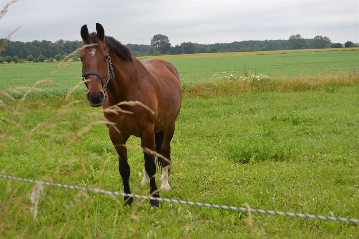 Anden særlig race Ludwig billede 10