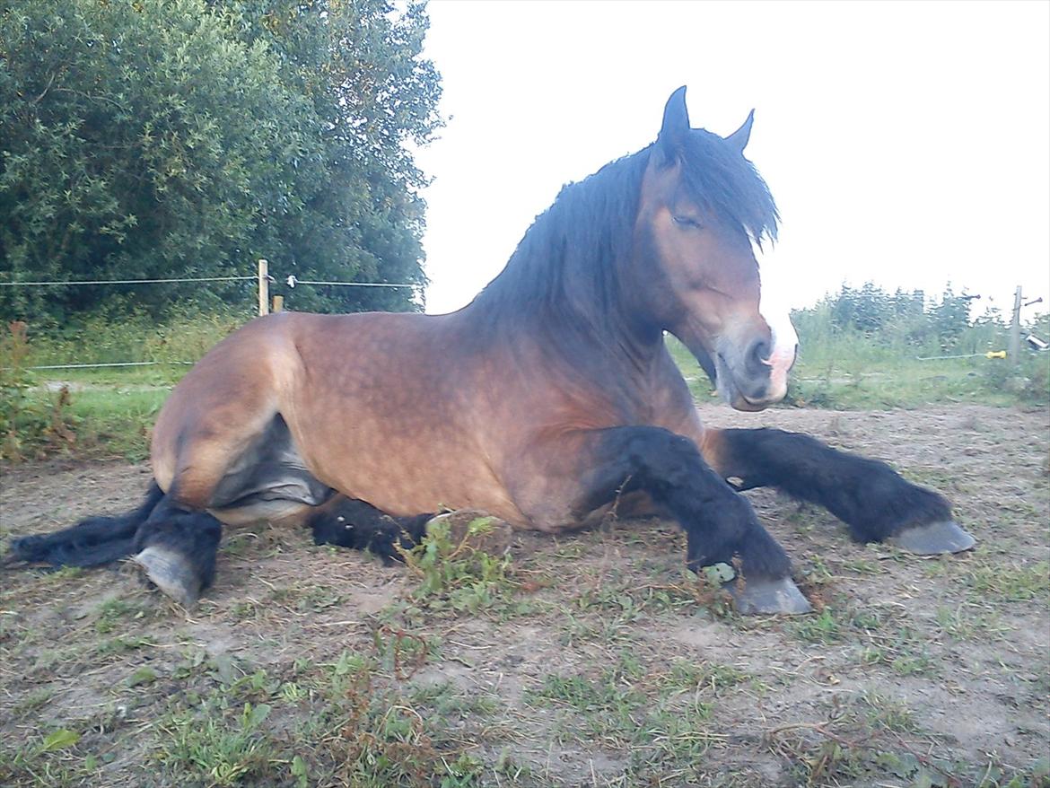 Anden særlig race rollo hansen - trætte lille hr hansen billede 13