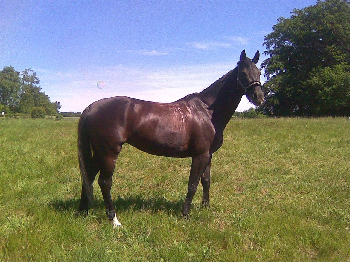 Polsk Ædelt Halvblod Kalisia - Kæmpehøjen 2011 billede 15