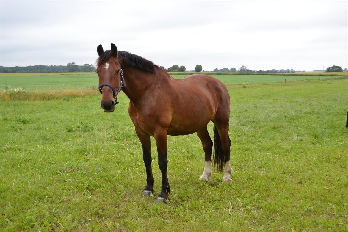 Anden særlig race Ludwig billede 11
