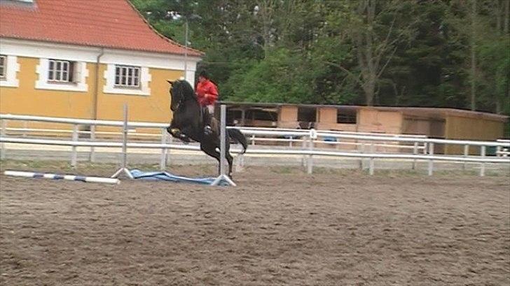 Polsk Ædelt Halvblod Kalisia - Meget farlig vandgrav!! 2011 billede 16