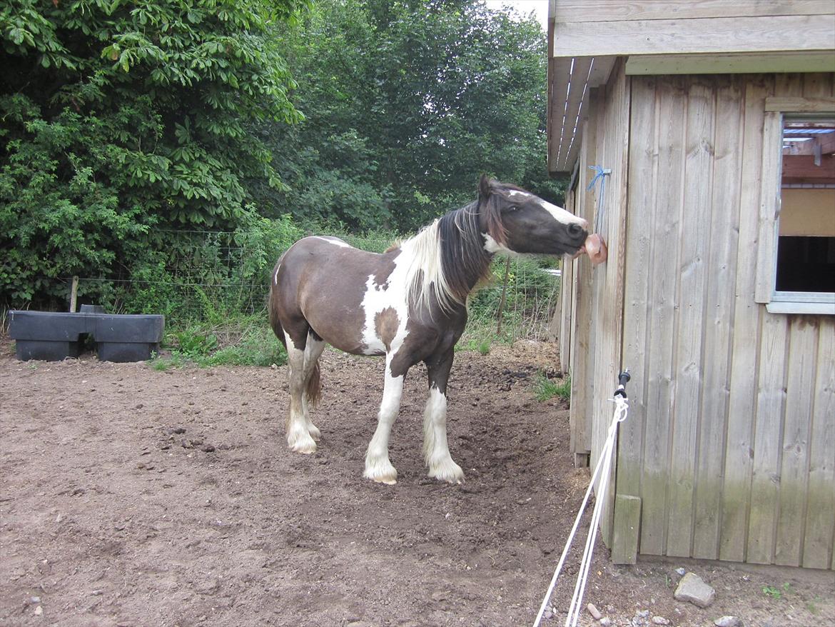 Irish Cob • Fighter • SOLGT!!  billede 12