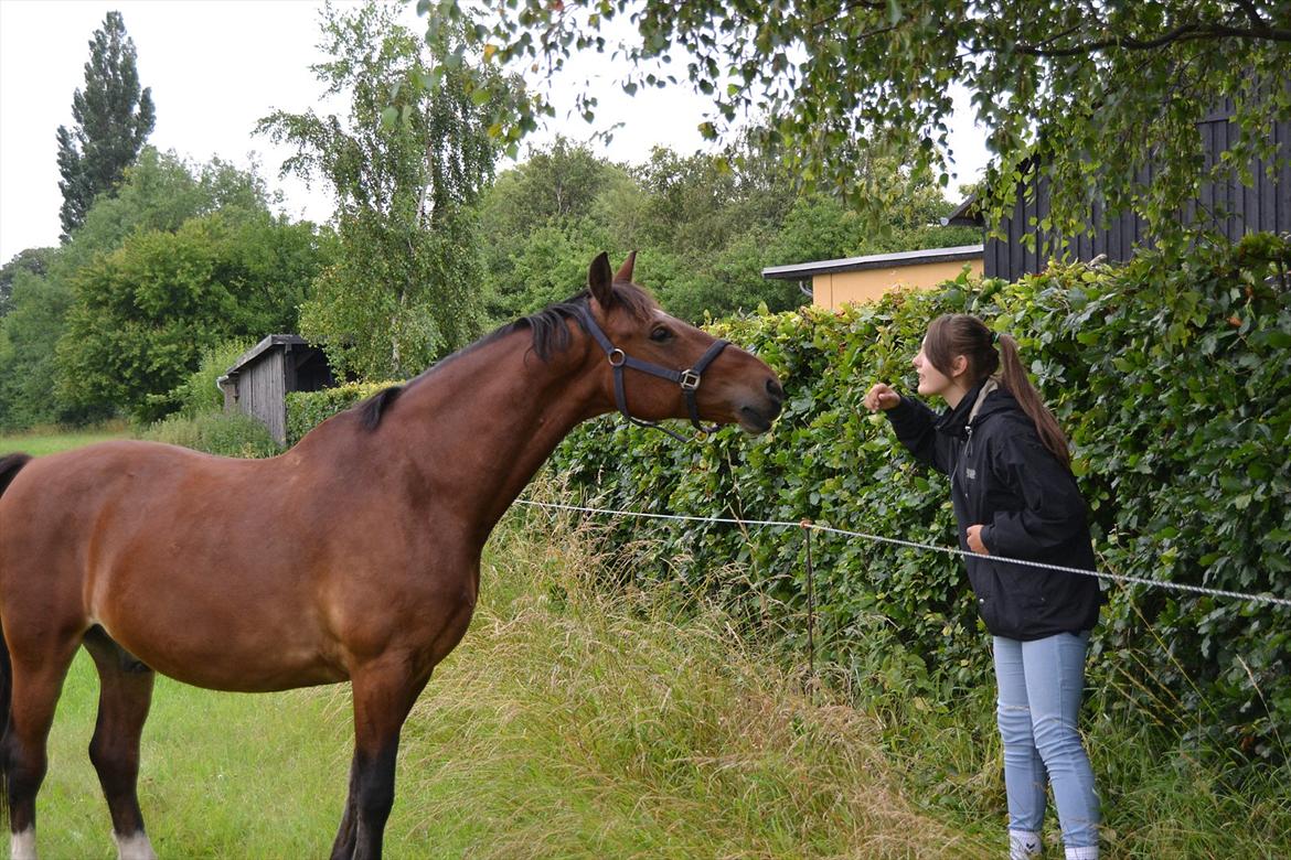 Anden særlig race Ludwig billede 12