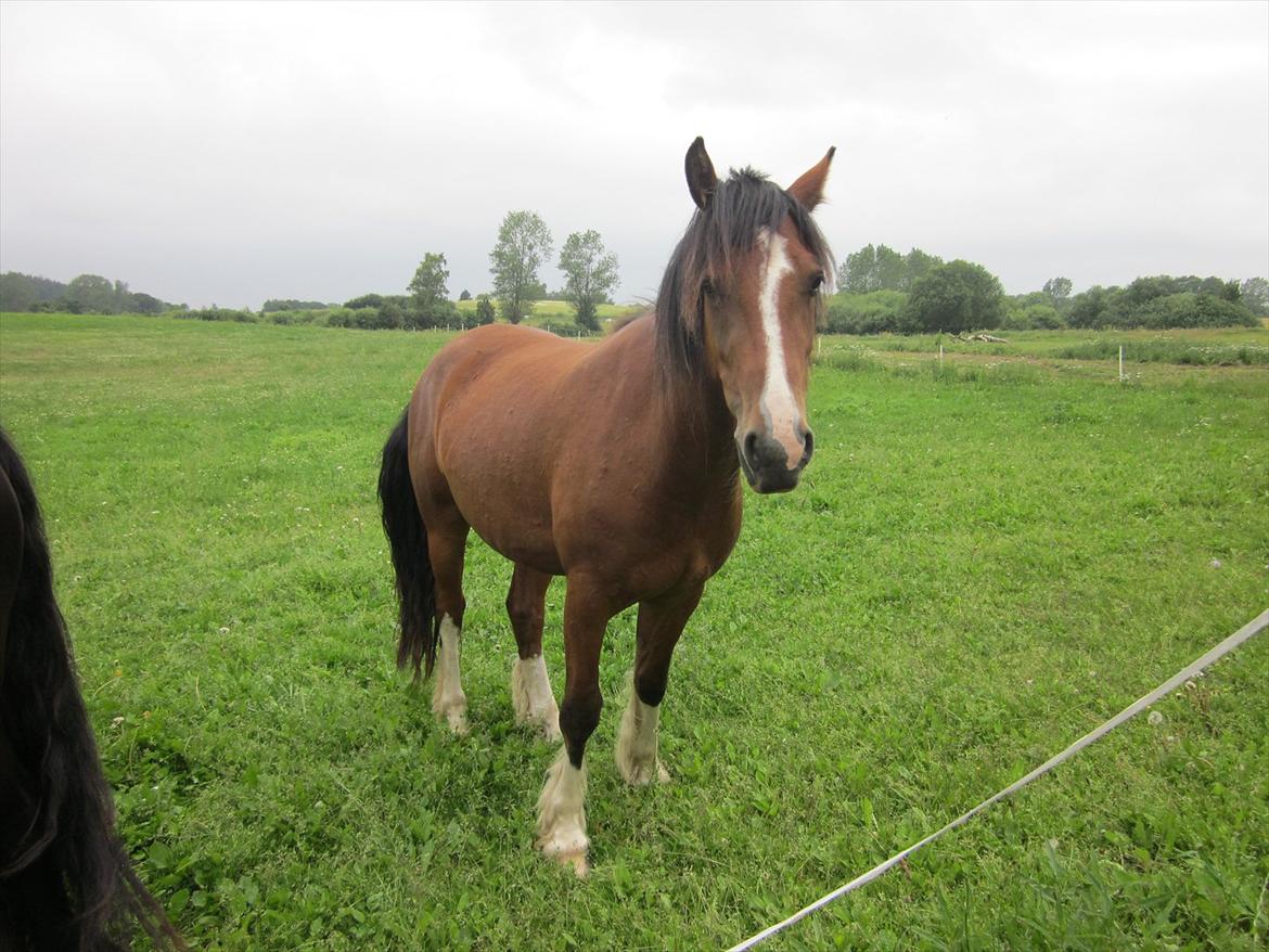 Pinto • Kastano • billede 16