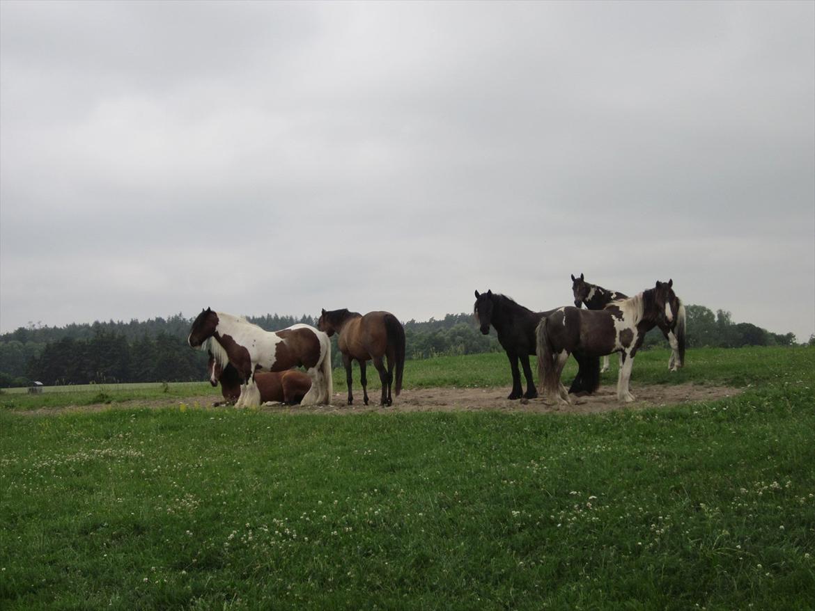 Irish Cob • Hero • billede 13