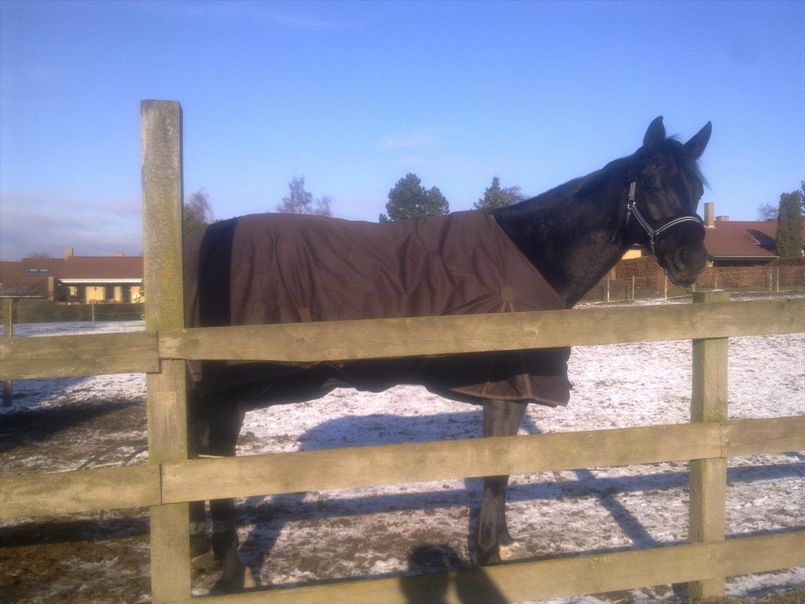 Polsk Ædelt Halvblod Kalisia - Vinteren 2011 billede 18