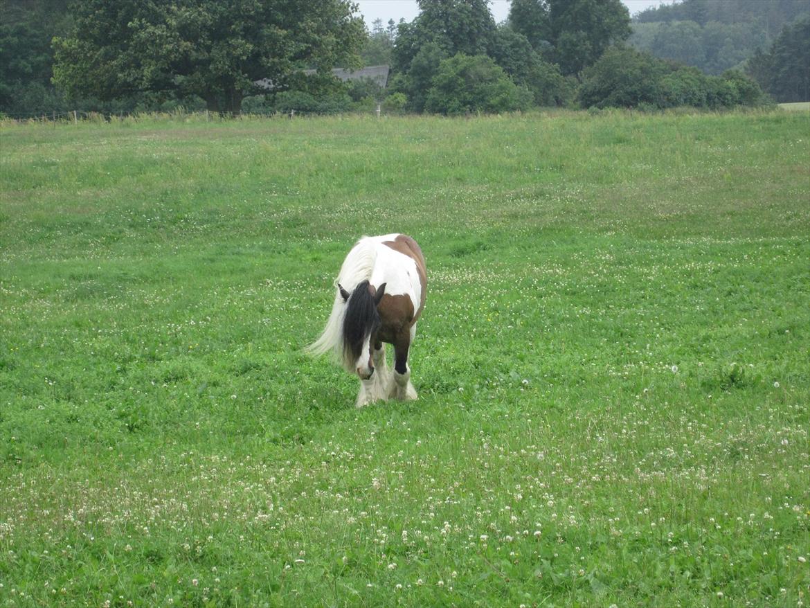 Irish Cob • Hero • billede 14