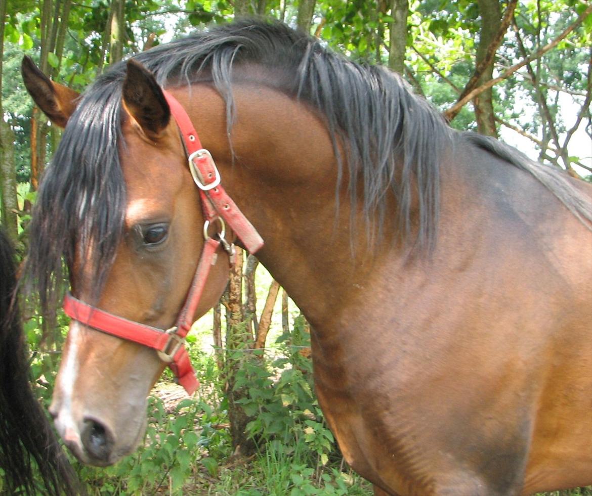 Arabisk fuldblod (OX) Ra´ja billede 8