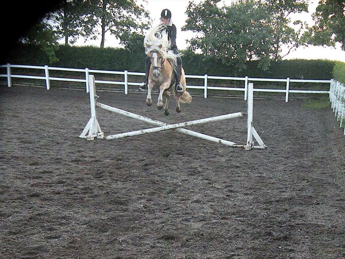 Haflinger Nyegaards Nascha EHA 573. - Ha..Ha...Er hun ikke bare skøn? :o)
Det er altid sjovt at være i selskab med Nascha :o)
Juni 2011. billede 15