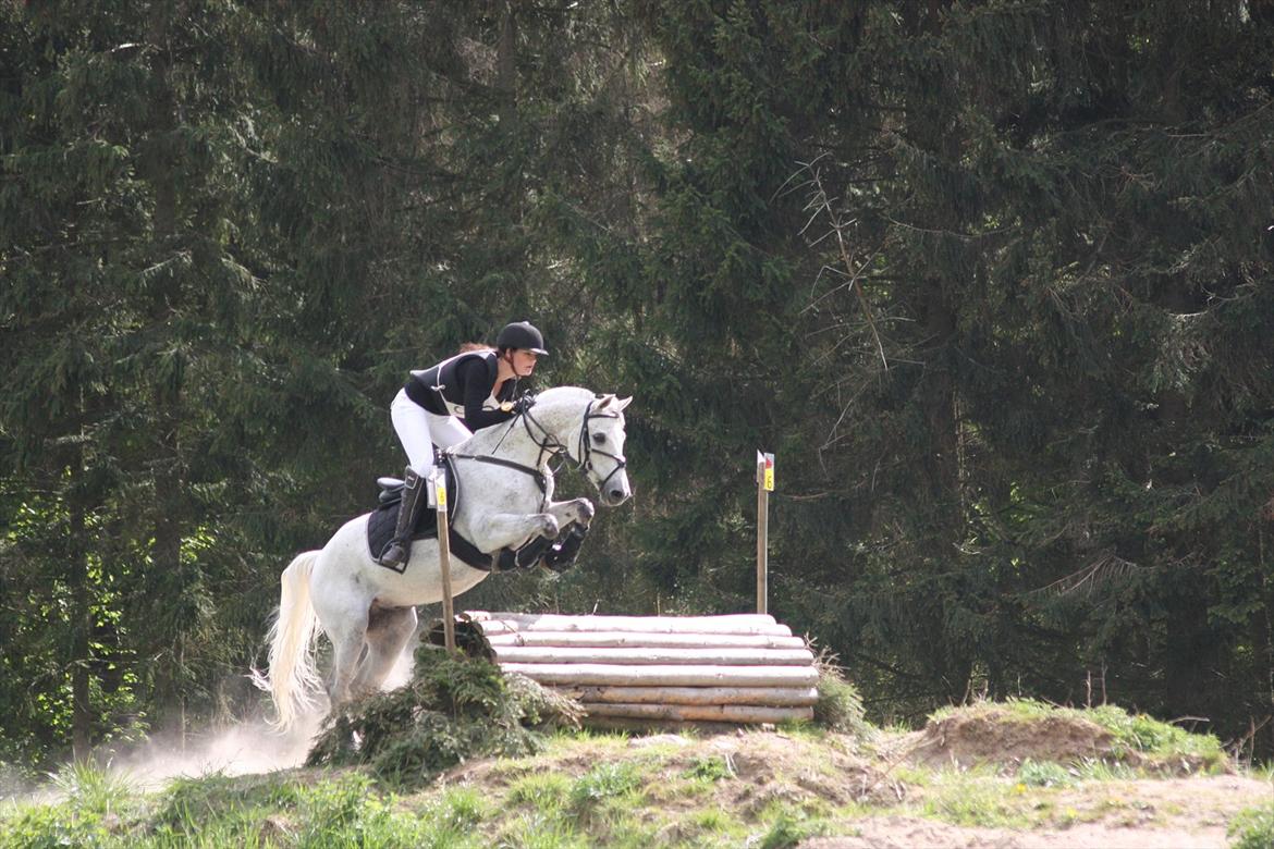 Arabisk fuldblod (OX) Narzhos - CNCP90 | 1. maj 2011 | HKR billede 14