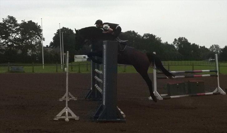 Dansk Varmblod Lillestaruphøjs Candiana billede 2