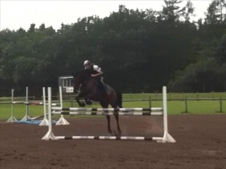 Dansk Varmblod Lillestaruphøjs Candiana billede 7