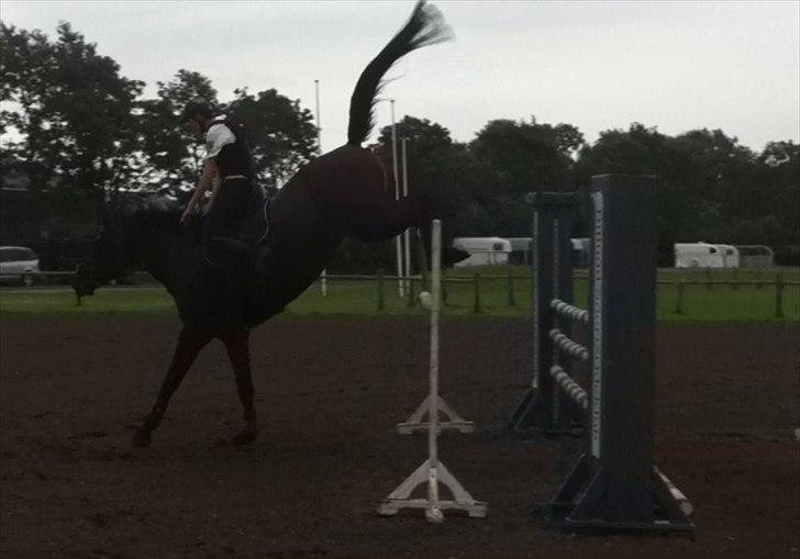 Dansk Varmblod Lillestaruphøjs Candiana - Ja du skal klemme med benene ;) billede 3