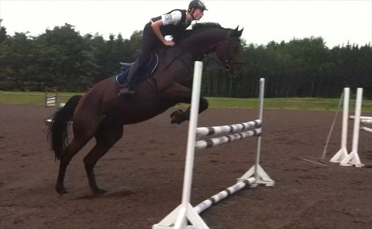 Dansk Varmblod Lillestaruphøjs Candiana billede 6