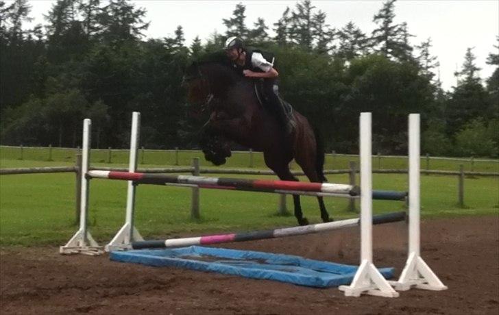 Dansk Varmblod Lillestaruphøjs Candiana billede 4