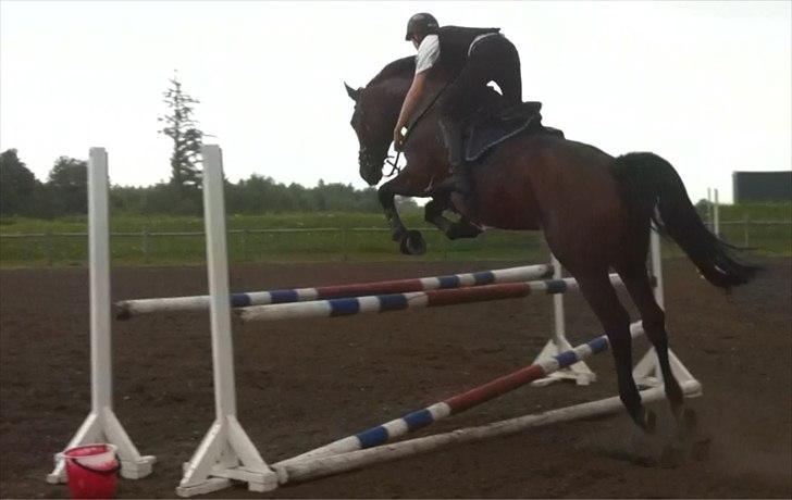 Dansk Varmblod Lillestaruphøjs Candiana billede 5