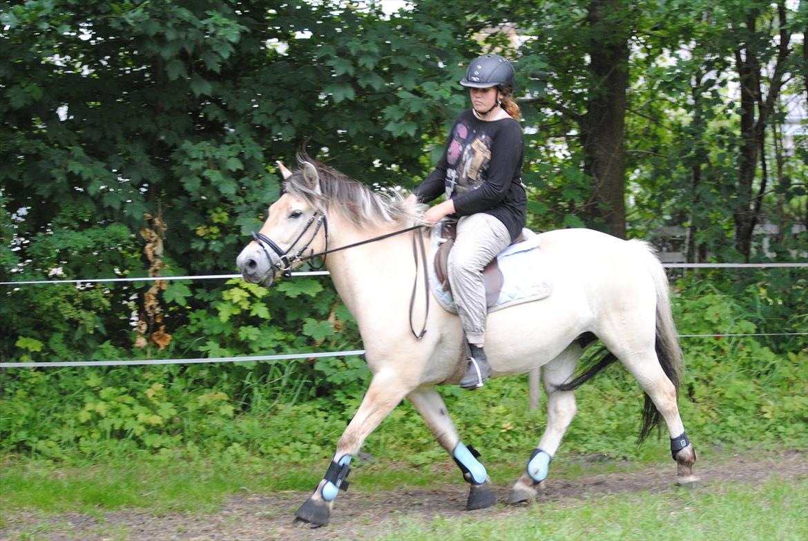 Fjordhest Estrid ~ Min drømmepony<3 - Hun kan da godt smide fusserne alligevel jo :D♥ Træning/undervisning d. 5/7-11

Tager af Jeanett K m. mit kamera :D billede 13