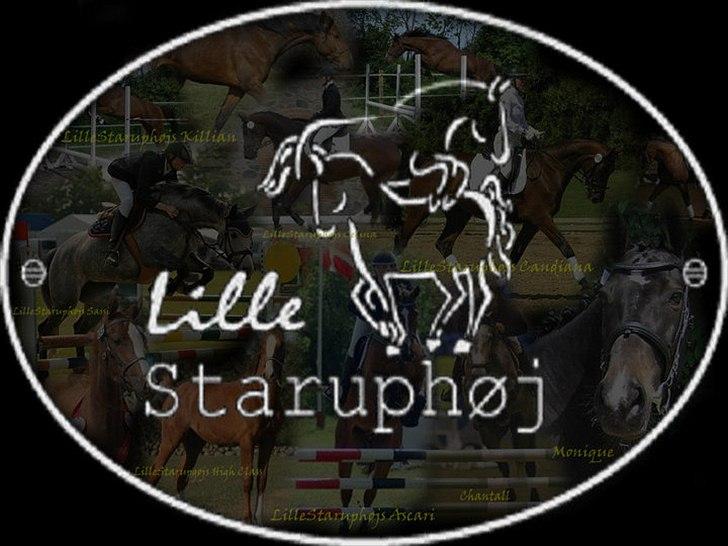 Dansk Varmblod Lillestaruphøjs Killian - www.lillestaruphoej.dk billede 1