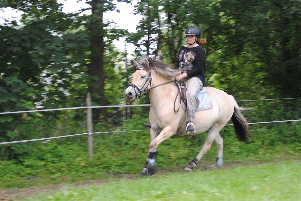 Fjordhest Estrid ~ Min drømmepony<3 - Galop på den smukke :D Det er godt nok længe siden hun har givet sådan en god galop da :D

Tager af Jeanett K m. mit kamera :D billede 14