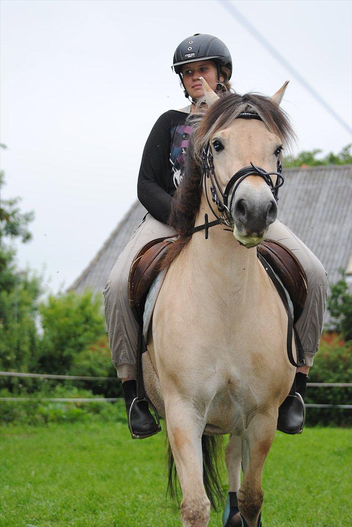 Fjordhest Estrid ~ Min drømmepony<3 - Undervising :D

Tager af Jeanett K m. mit kamera :D billede 4