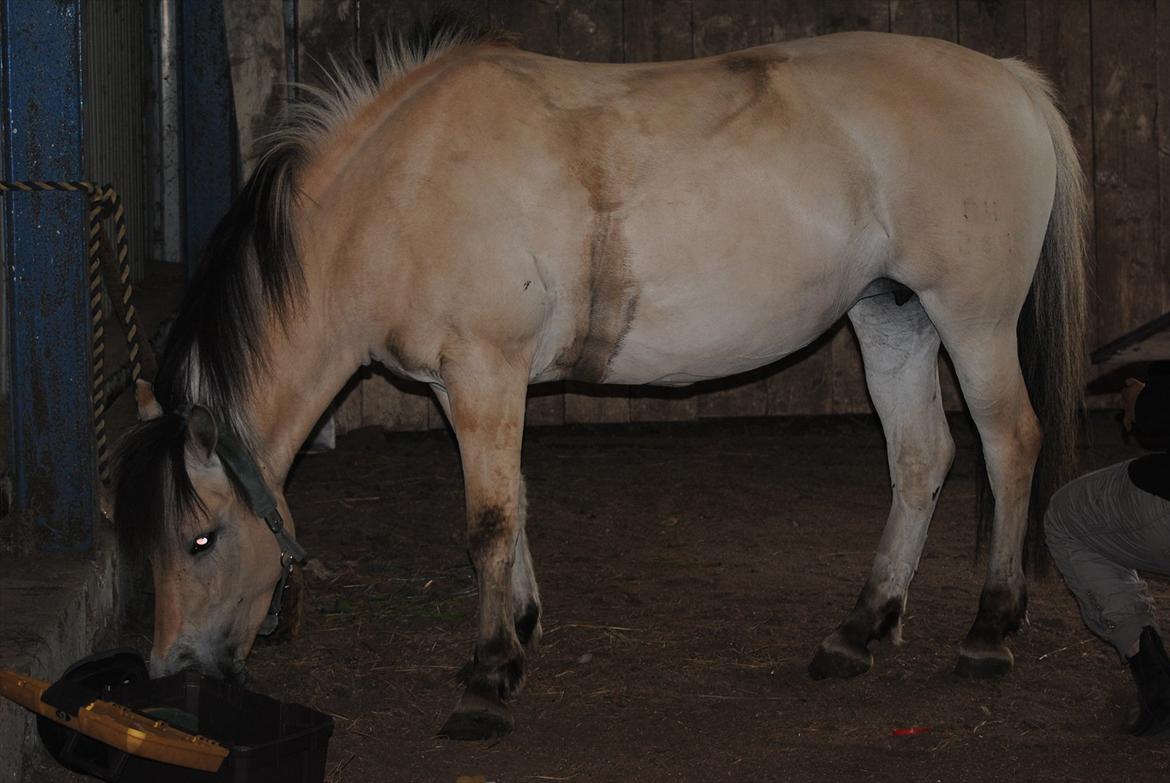 Fjordhest Estrid ~ Min drømmepony<3 - Ord kan slet ikke beskrive hvor stolt jeg var over hende da vi var færdige med at ride drssur undervisning <3 <3

Tager af Jeanett K m. mit kamera :D billede 16