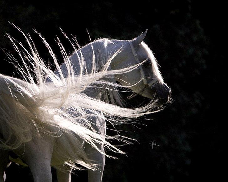 Arabisk fuldblod (OX) WML Wahed (Scid/CA - fri) - WML Wahed 2011

Photo April Visel billede 1