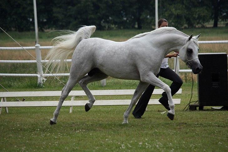 Arabisk fuldblod (OX) WML Wahed (Scid/CA - fri) - Wahed på Blommeröd Sverige TOP 3. med 91.33 point. billede 14