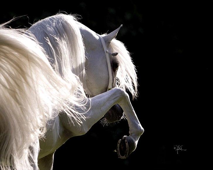 Arabisk fuldblod (OX) WML Wahed (Scid/CA - fri) - WML Wahed 2011

Photo April Visel billede 15