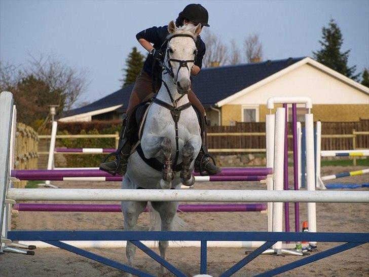 Arabisk fuldblod (OX) Narzhos - Banetræning på Baunehøj | 19. april 2011 | 90 - 100 cm billede 5