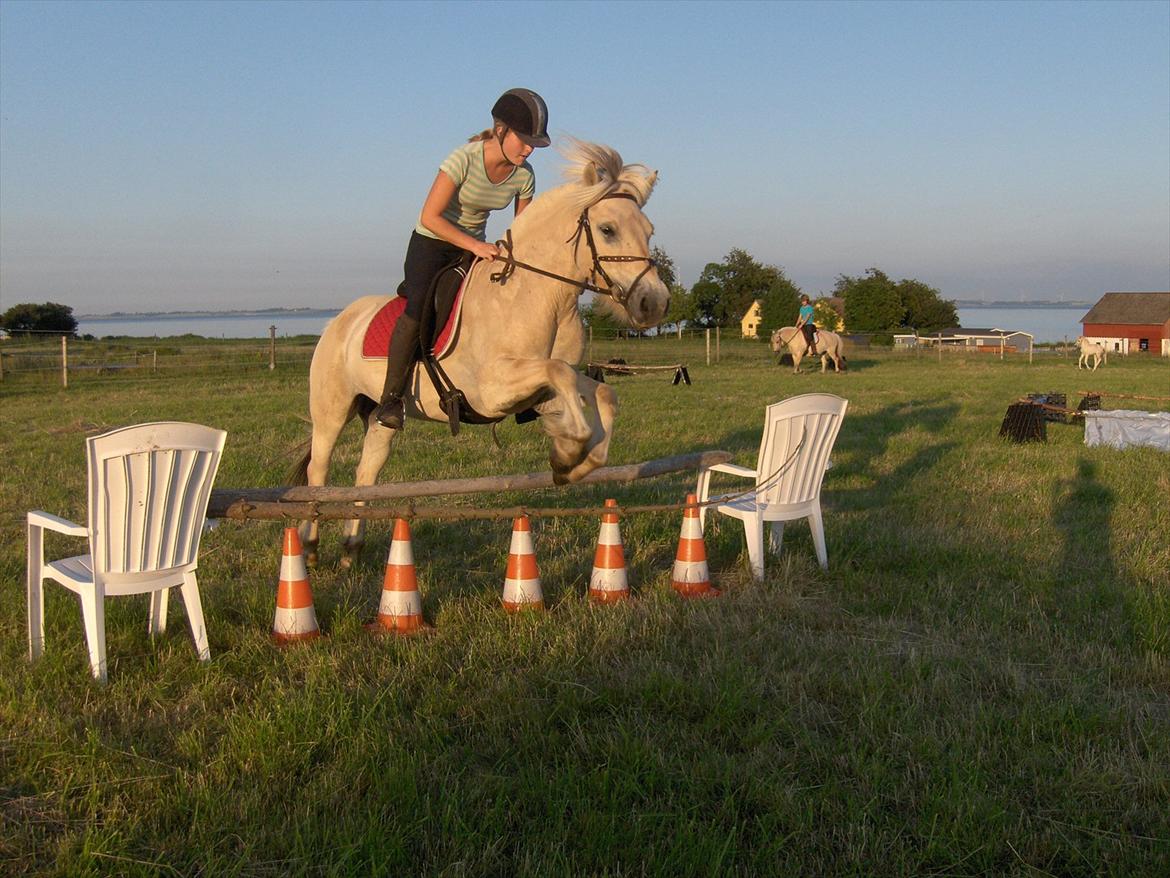 Fjordhest *Østermark Breezer* - 5. juli 2011 billede 12