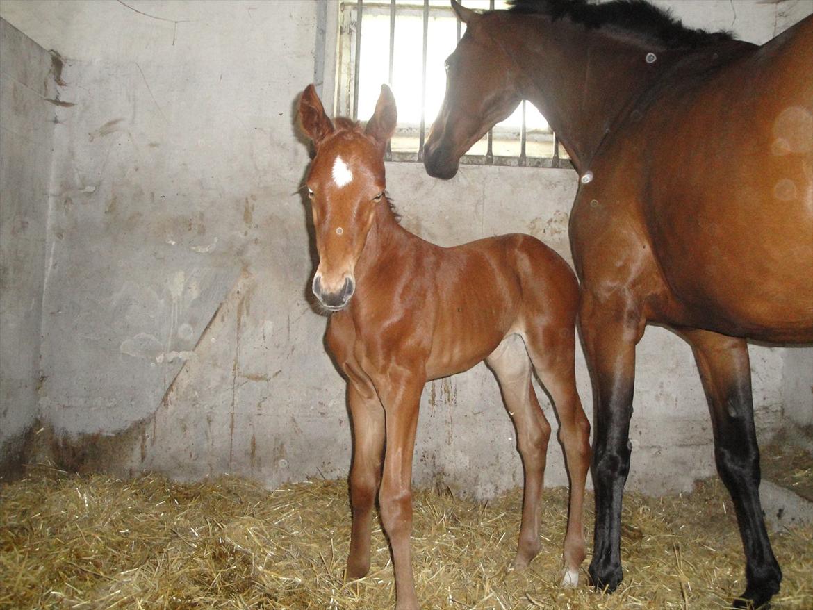 Dansk Varmblod Lyngbjergbos Romantika billede 17