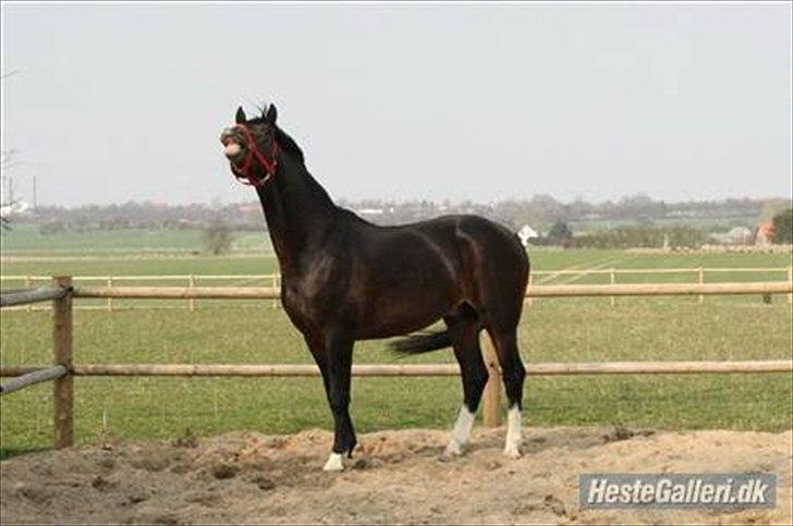 Dansk Varmblod Stålkærgårds Ice Light billede 2