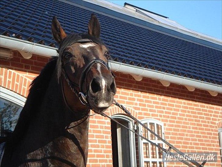 Dansk Varmblod Stålkærgårds Ice Light - Billedet er lånt af løje billede 3