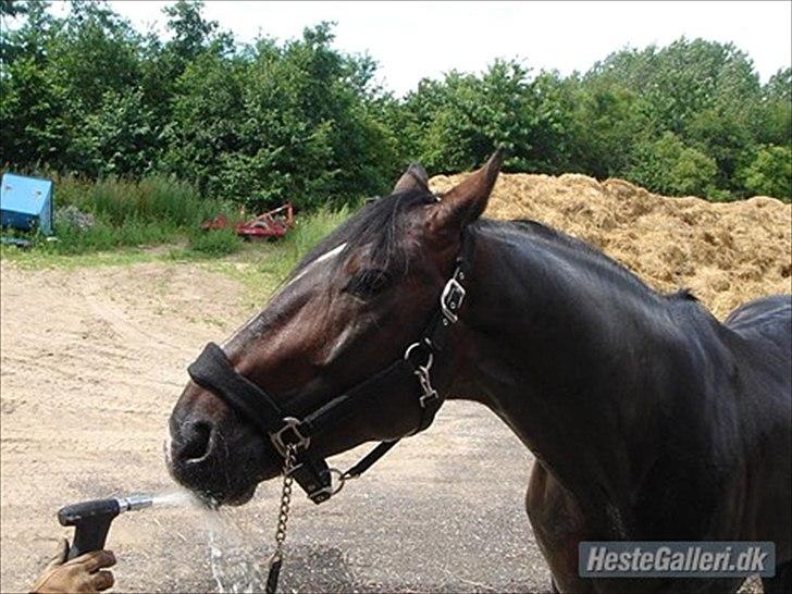 Dansk Varmblod Stålkærgårds Ice Light - Billedet er lånt af løje billede 4