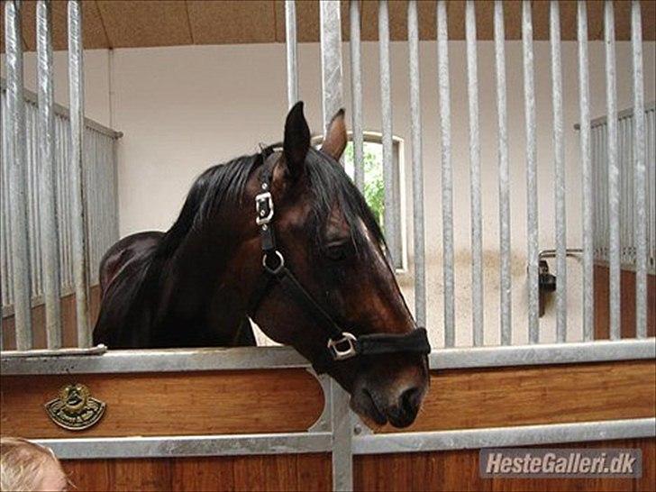 Dansk Varmblod Stålkærgårds Ice Light - Billedet er lånt af løje billede 5