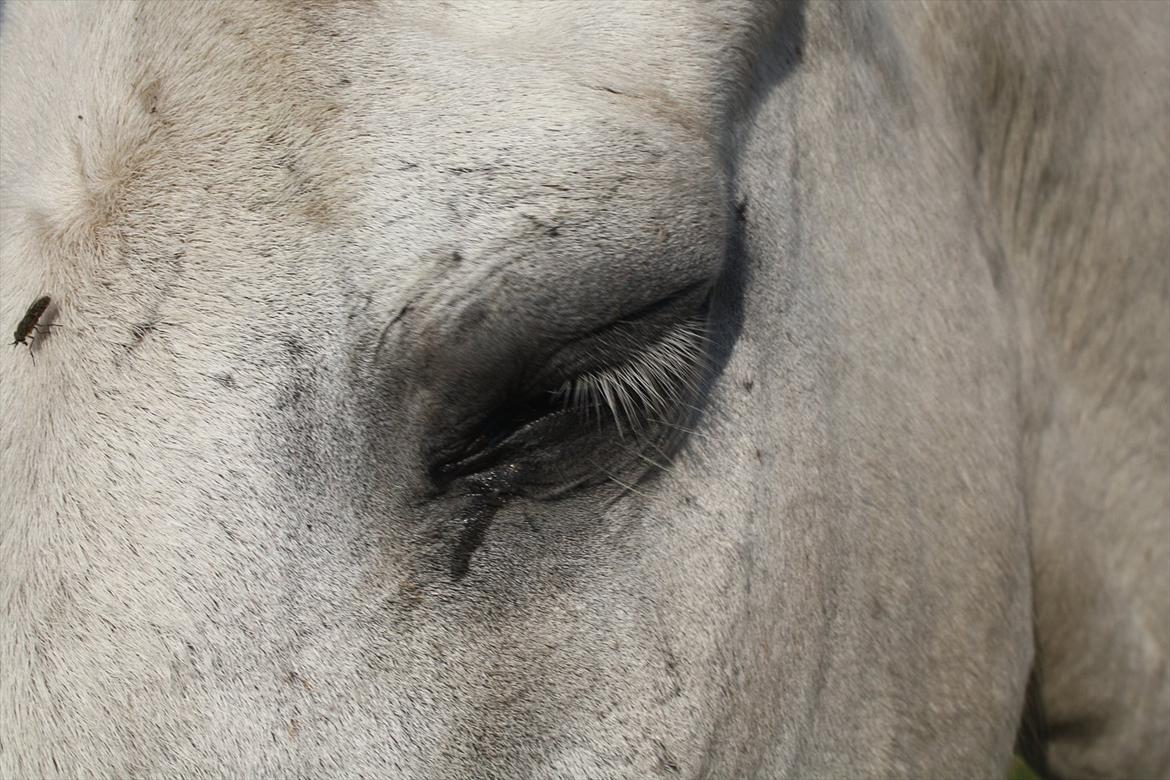 Anden særlig race † Sirbastian *soulmate* R.I.P † - for bag den beskidte ydre, gemmer sig verdens mest kærlige hest. med hjertet fuld af kærlighed <3 billede 10