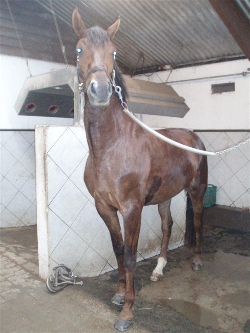 Dansk Varmblod Enghavegaards Drusa  billede 4