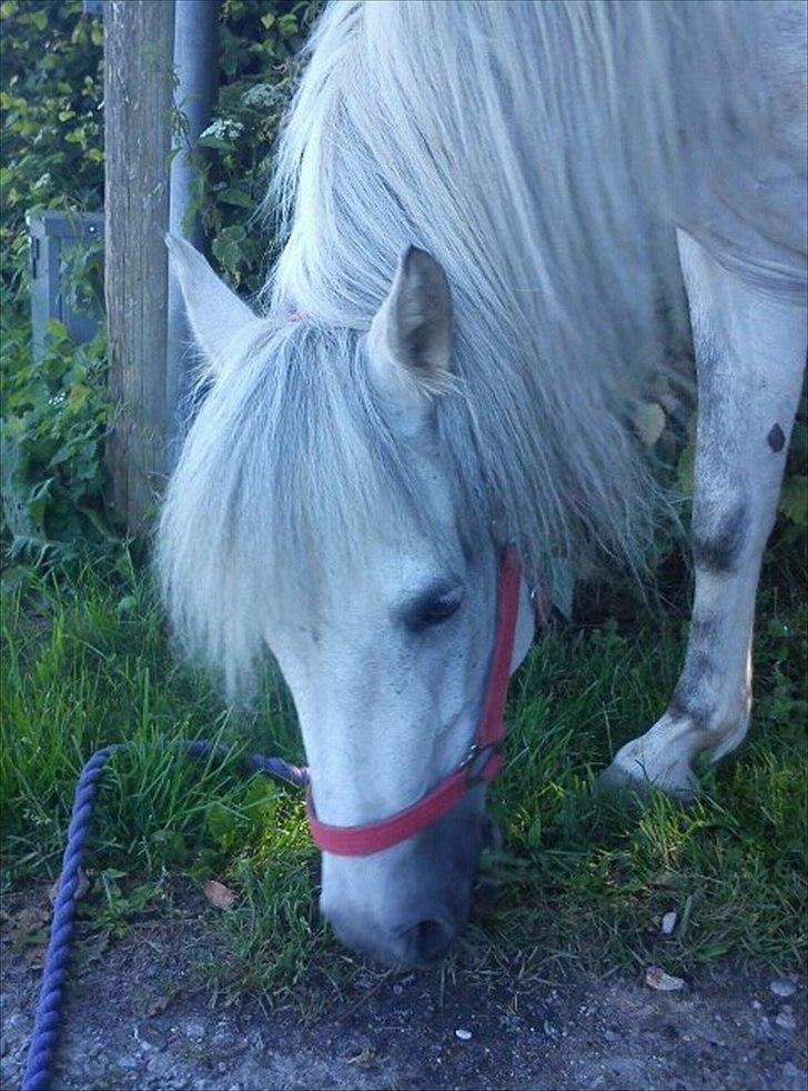 New Forest sunshine billede 5